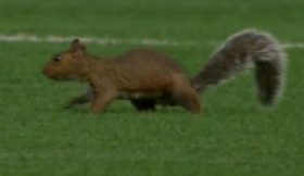 Esquilo invade jogo de futebol feminino