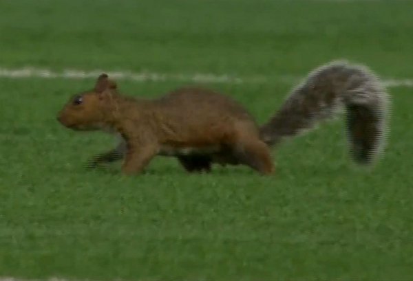 Esquilo invade jogo de futebol feminino