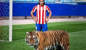 Falcao junta-se a um tigre verdadeiro