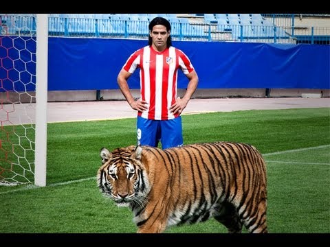 Falcao junta-se a um tigre verdadeiro