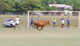 O inacreditável mundo do futebol: vaca dentro de campo e golo fantasma