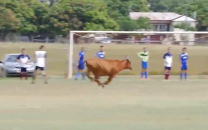 O inacreditável mundo do futebol: vaca dentro de campo e golo fantasma