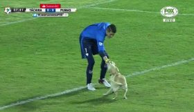 Cão invade campo durante encontro da Libertadores