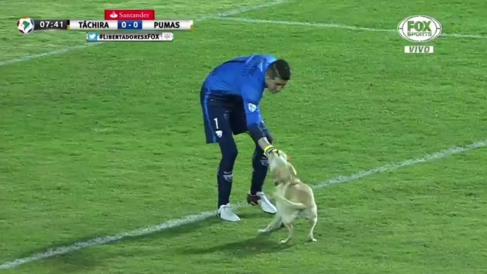 Cão invade campo durante encontro da Libertadores